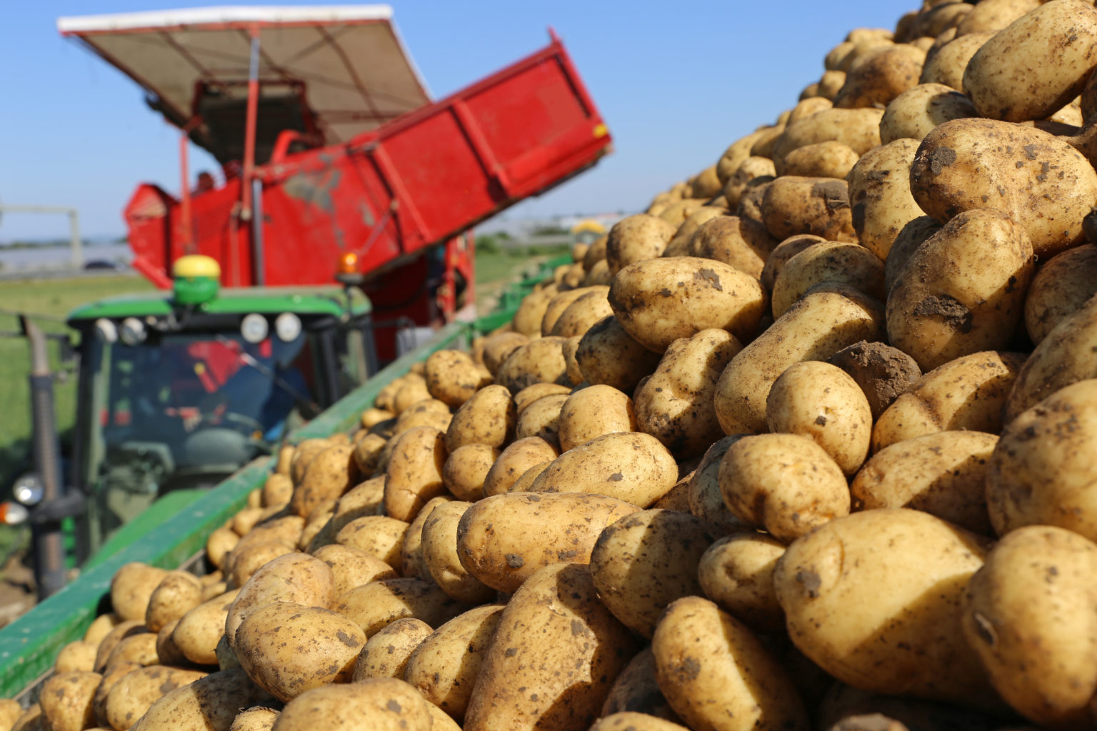 Kartoffelanbau Goinhof Kartoffeln